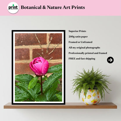 Pink Peony Bud Print with Raindrops – Botanical Wall Art, Floral Photography Décor