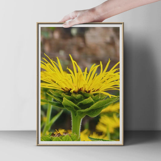Yellow Wildflower Close Up Photography Print, Bright Botanical Poster, Macro Nature Wall Art, Garden Flower Photo, Summer Floral Home Decor