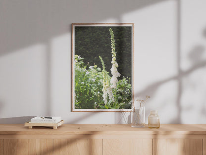 White Foxglove Flower Poster, Cottage Garden Wall Art, Botanical Photography Print, Digitalis Floral Home Decor, Green Nature Photo