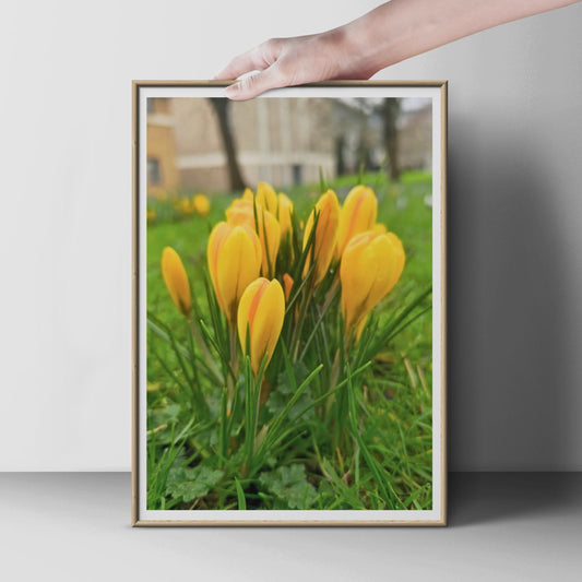 Yellow Crocus Flower Poster, Spring Garden Wall Art, Botanical Photography Print, Bright Floral Home Decor, Nature Photo Print