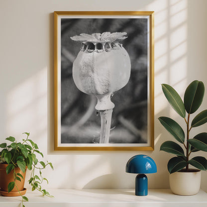 Poppy Seed Head Black and White Photography Print, Macro Botanical Wall Art, Monochrome Flower Pod Poster, Nature Close Up Home Decor