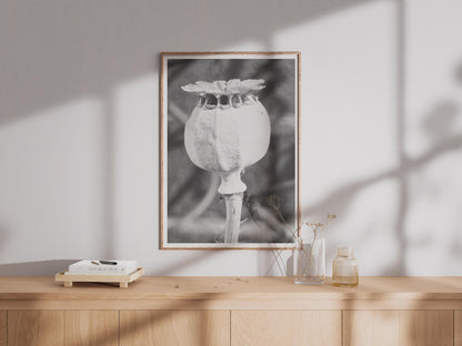 Poppy Seed Head Black and White Photography Print, Macro Botanical Wall Art, Monochrome Flower Pod Poster, Nature Close Up Home Decor