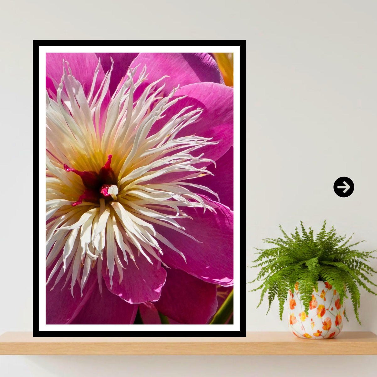 Pink Peony Macro Photography Print: White Centre Botanical Wall Art