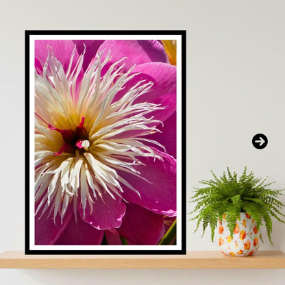 Pink Peony Macro Photography Print: White Centre Botanical Wall Art
