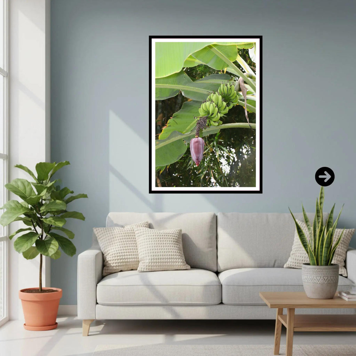 Banana Flower & Green Bunch — Eden Project, Cornwall | Tropical Banana Plant Wall Art Photography Print