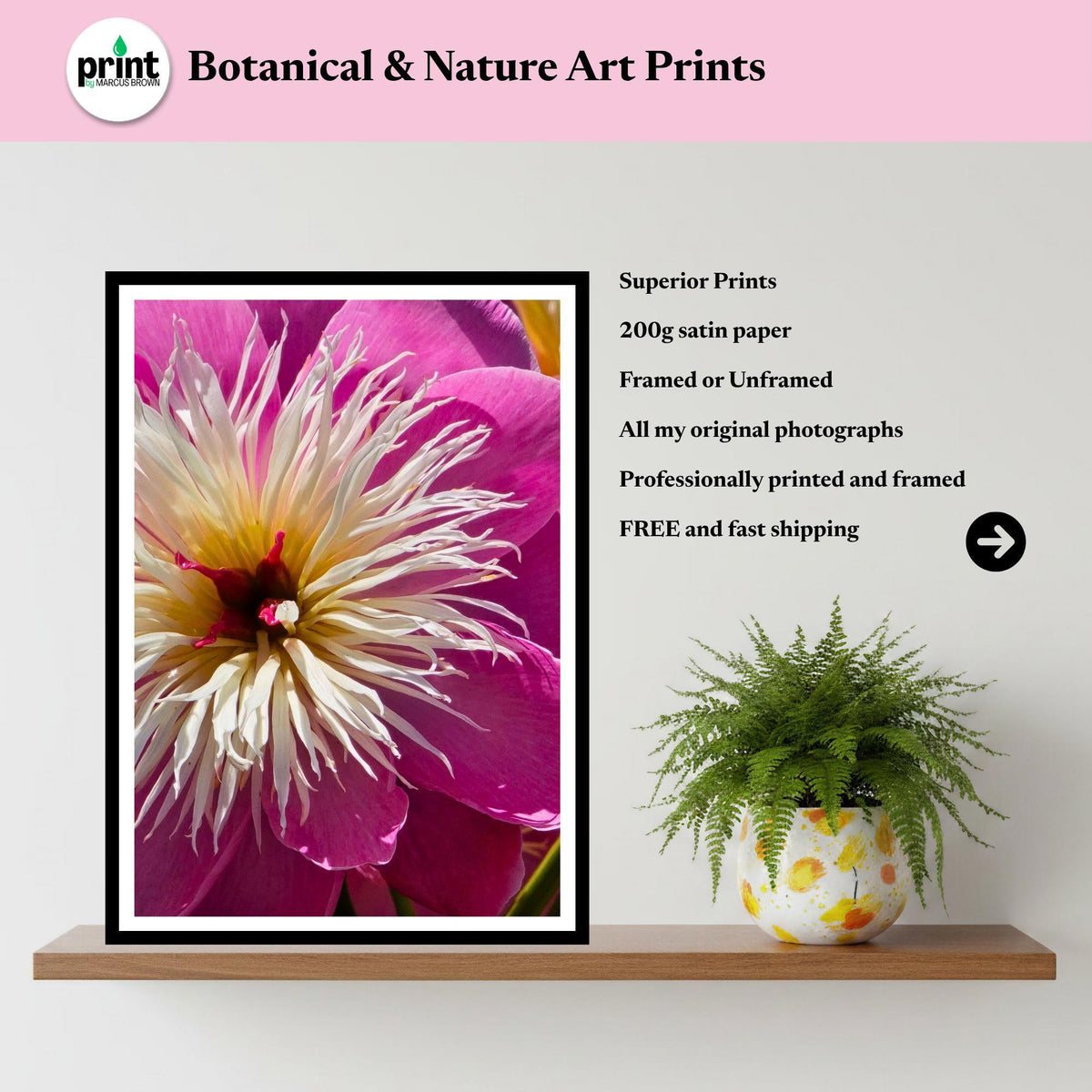 Pink Peony Macro Photography Print: White Centre Botanical Wall Art