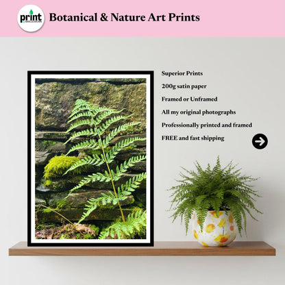Woodland Fern Print, Mossy Stone Wall Botanical Art, Nature Photography (Inspired by Eden Collection)