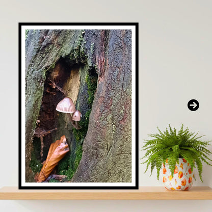 Fairy inkcap Fungi Print Art, Mushroom Nature Photography, Woodland Decor, Botanical Archival Print, FSC Certified Fungi Collection