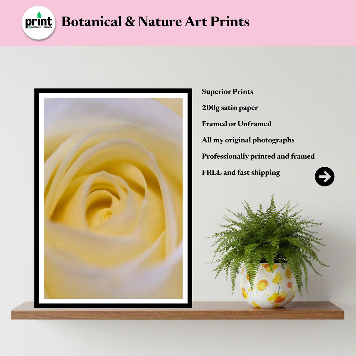 Cream White Rose Print: Botanical Close-Up Floral Wall Art Poster