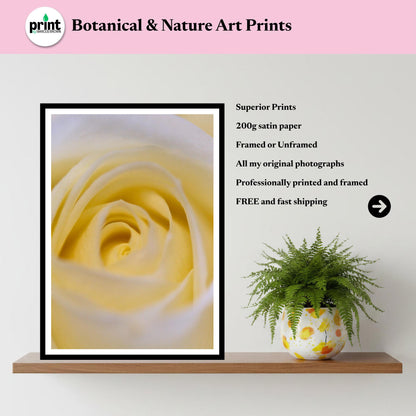 Cream White Rose Print: Botanical Close-Up Floral Wall Art Poster