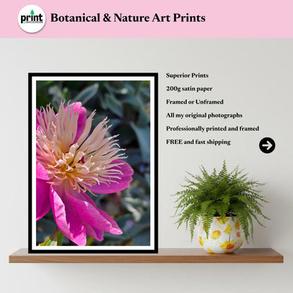 Pink Peony Macro Print: Botanical Wall Art, Floral Nature Photography (Poster/Framed)