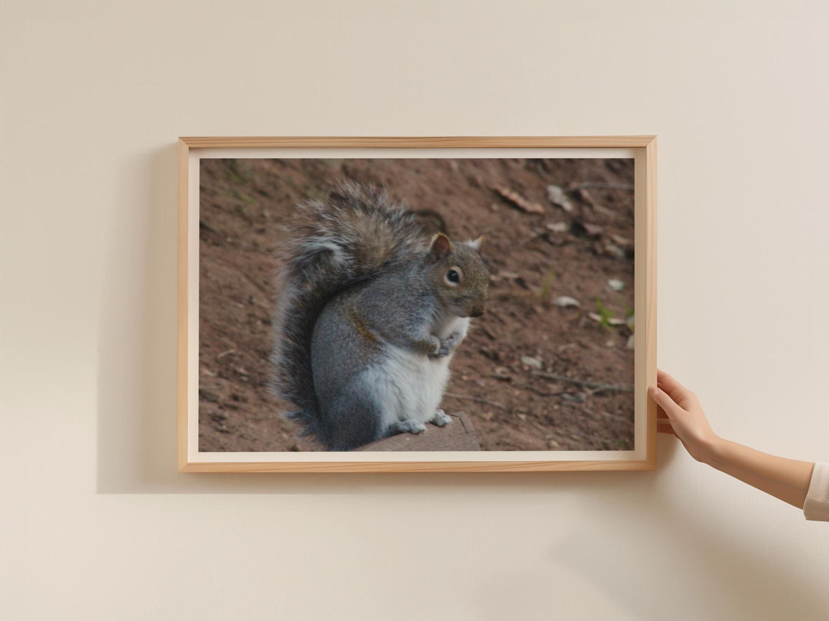 Grey Squirrel Wildlife Poster, Framed-Print, Nature Photography Wall Art, British Wildlife, Garden Animal Print, Woodland Creature Decor