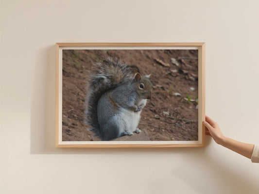Grey Squirrel Wildlife Poster, Framed-Print, Nature Photography Wall Art, British Wildlife, Garden Animal Print, Woodland Creature Decor