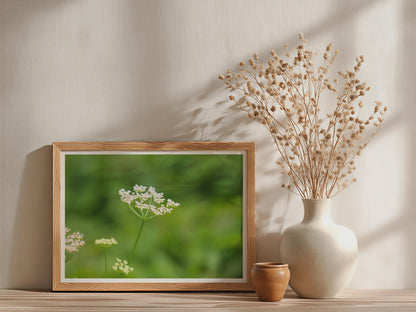 Wild Cow Parsley Poster, White Umbellifera Framed Print, Botanical Wildflower Wall Art, Green Nature Photography, Meadow Flower Decor
