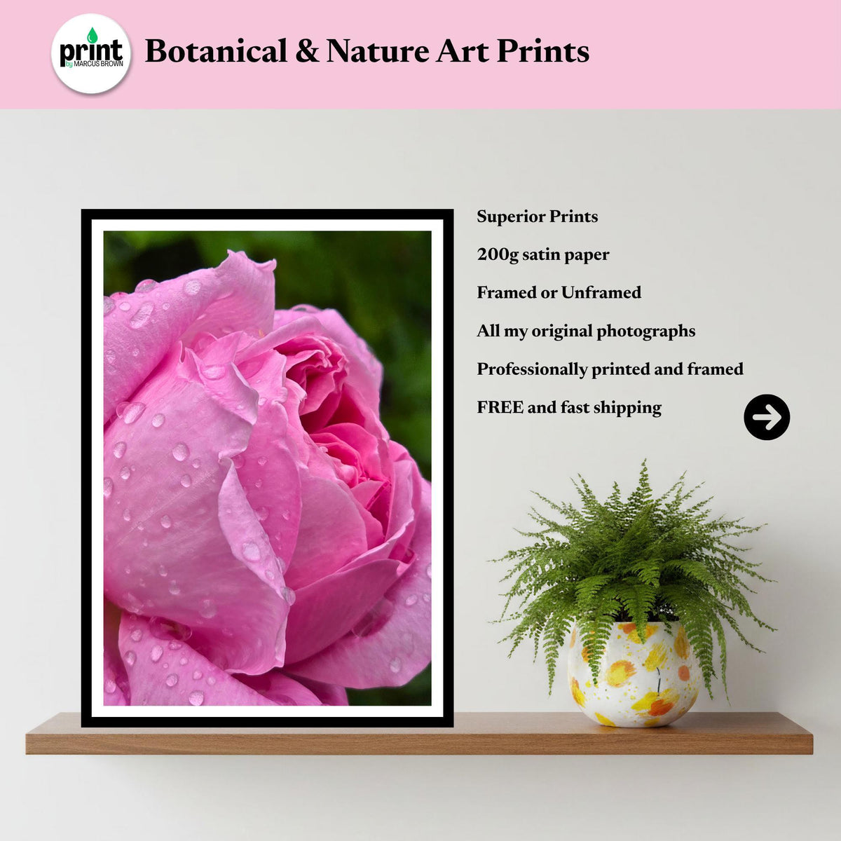 Pink Rose Print with Water Droplets – Botanical Fine Art Photography