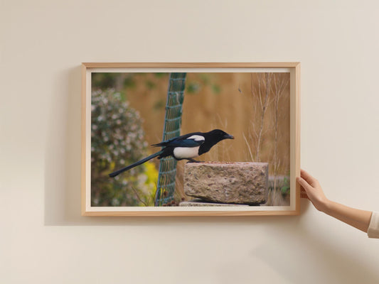 Magpie Garden Bird Poster, Wildlife Photography Framed-Print, Black White Bird Wall Art, Nature Lover Gift, British Garden Bird Print