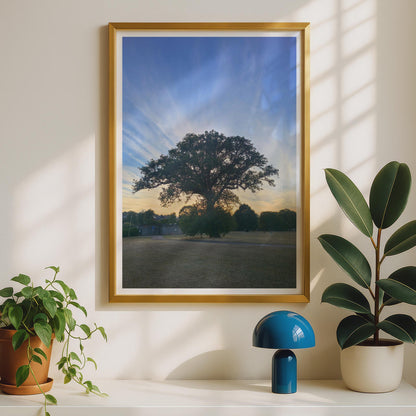 Ancient Oak Tree Sunset Poster, Dramatic Sky Wall Art, English Park Landscape Print, Nature Photography, Golden Hour Tree Silhouette Decor