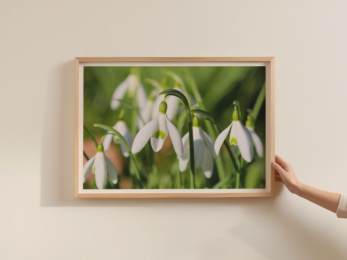 Snowdrop Flower Poster, Spring Garden Botanical Framed-Print, White Galanthus Wall Art, Nature Photography, Floral Home Decor Gift