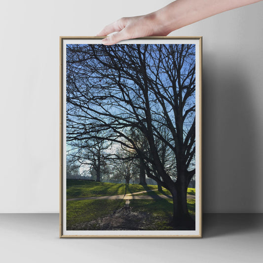 Bare Winter Trees Park Poster, Misty Morning Nature Photography Print, Blue Sky Branches Wall Art, Woodland Path Home Decor