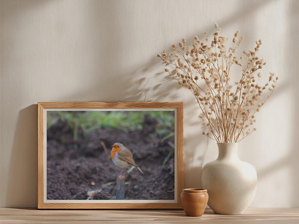 Robin Redbreast Bird Poster, Garden Robin Framed-Print, British Wildlife Wall Art, Nature Photography Print, Orange Red Bird Lover Gift
