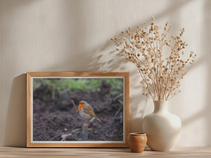 Robin Redbreast Bird Poster, Garden Robin Framed-Print, British Wildlife Wall Art, Nature Photography Print, Orange Red Bird Lover Gift