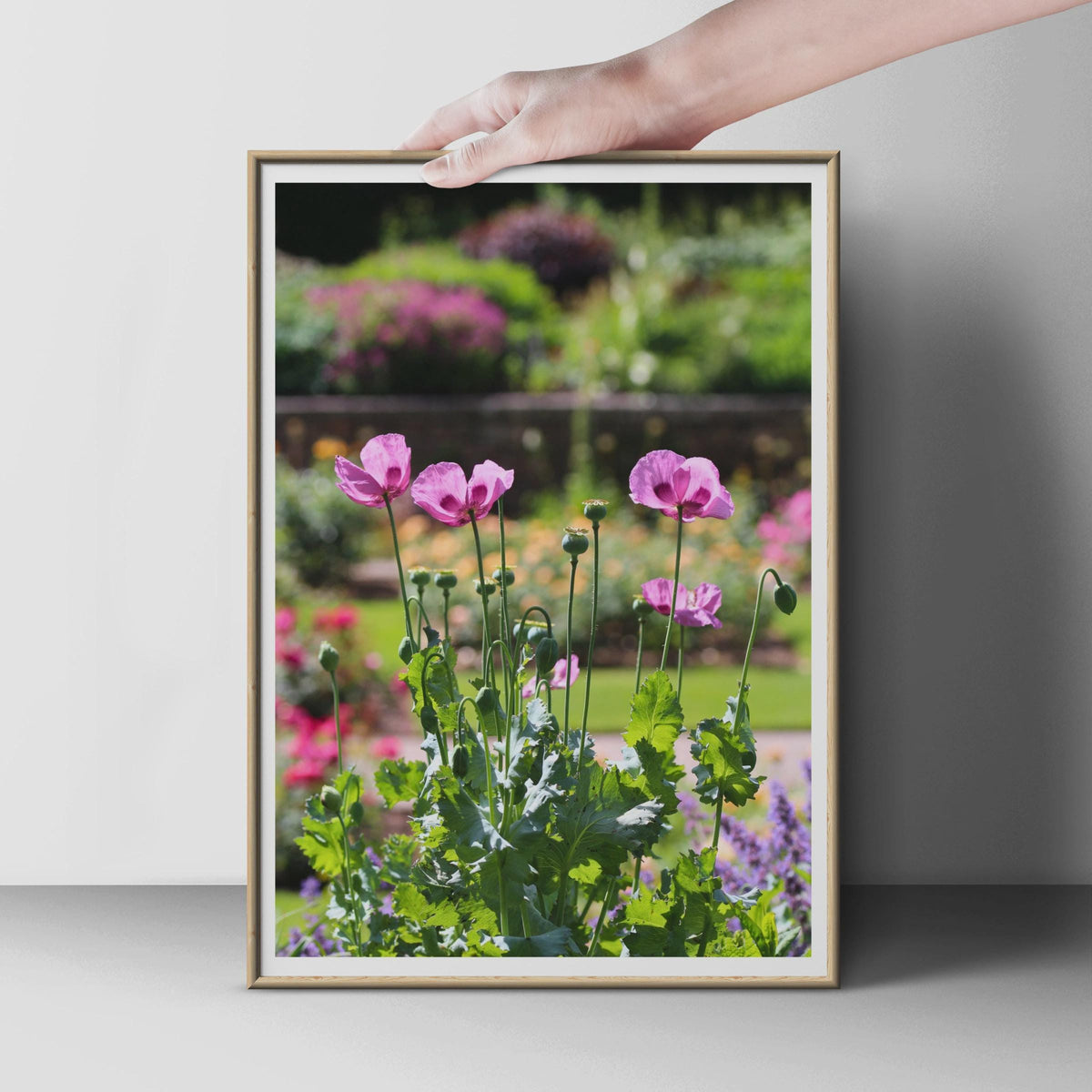 Pink Poppy Garden Poster, Summer Flower Photography Print, Botanical Wall Art, Floral Home Decor, English Garden Photo Print