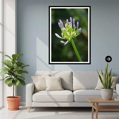 Agapanthus Bud Print | Purple African Lily Botanical Wall Art