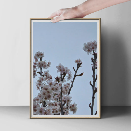 Cherry Blossom Photography Print, Spring Blossom Wall Art, Pale Blue Sky Floral Poster, Pink White Flower Print, Botanical Nature Photo