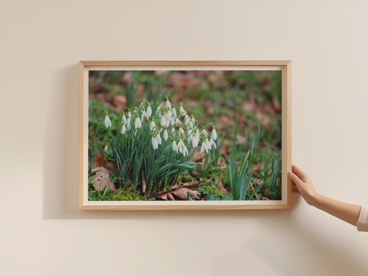Snowdrop Flower Poster, Spring Garden Botanical Framed-Print, White Wildflower Wall Art, Nature Photography Print, Galanthus Home Decor
