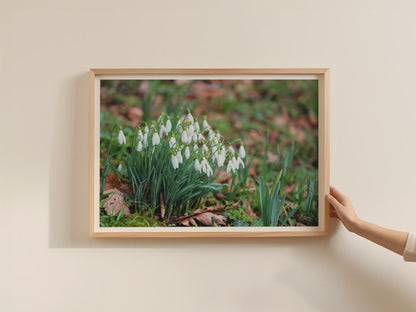 Snowdrop Flower Poster, Spring Garden Botanical Framed-Print, White Wildflower Wall Art, Nature Photography Print, Galanthus Home Decor