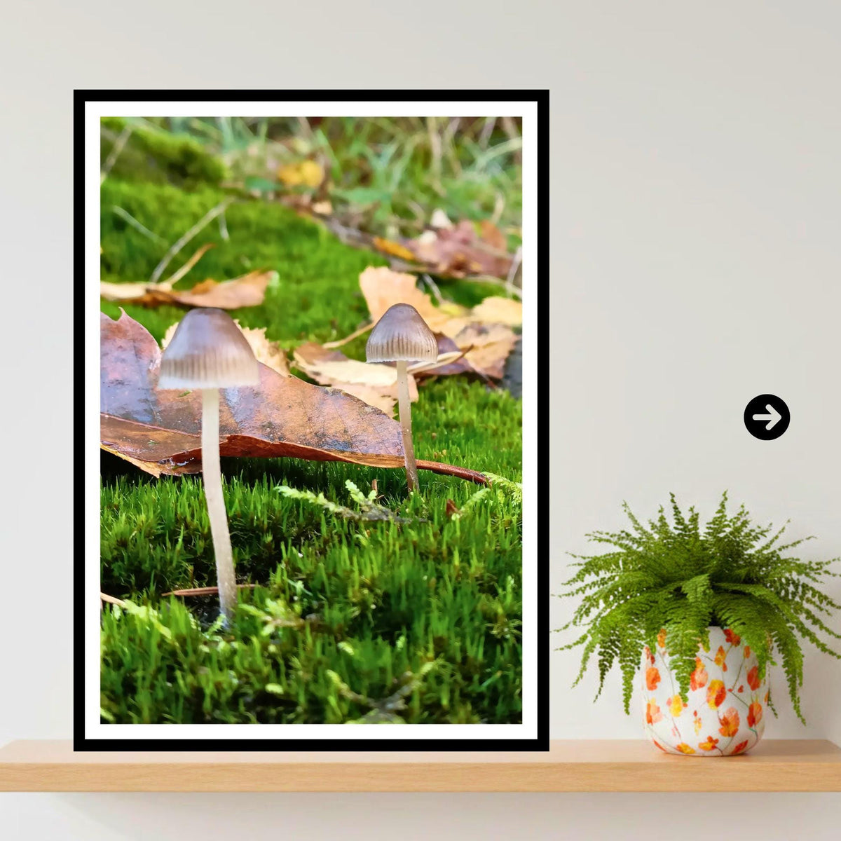 Glassy Inkcap Fungi Print Art, Mushroom Botanical Illustration, Nature Photography, Woodland Decor, Archival FSC Certified Paper, Fungi