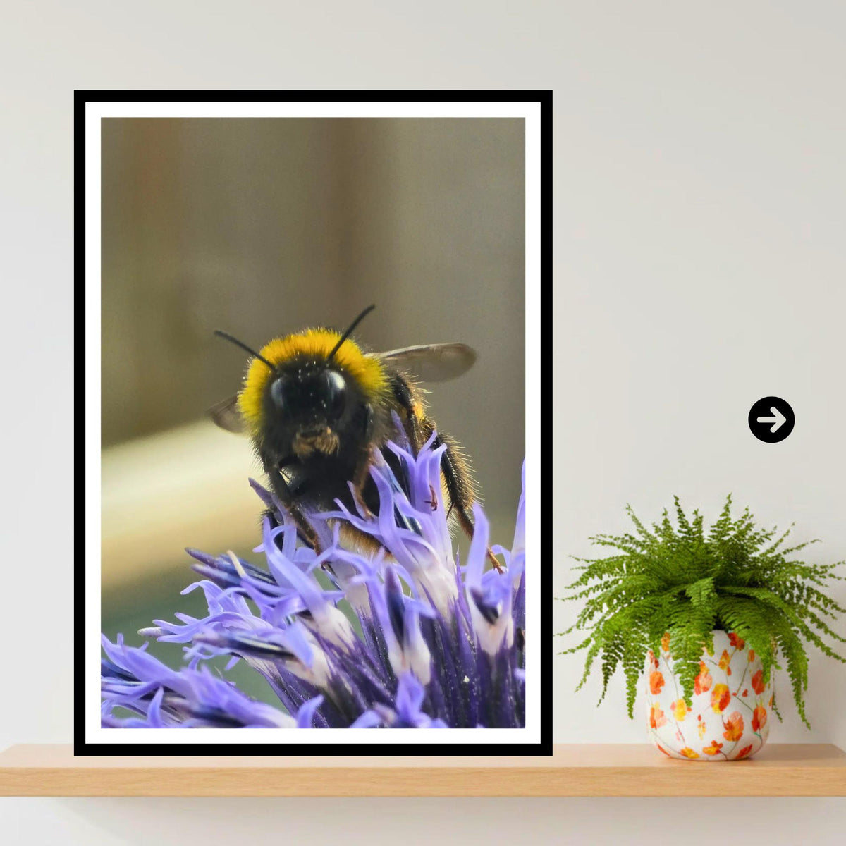Bumblebee on Echinops Flower Print, Nature Photography, Pollinator Art, Garden Wildlife Decor, Blue Spiky Bloom, Archival Paper, Gift Idea