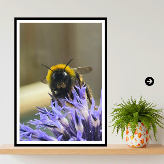 Bumblebee on Echinops Flower Print, Nature Photography, Pollinator Art, Garden Wildlife Decor, Blue Spiky Bloom, Archival Paper, Gift Idea