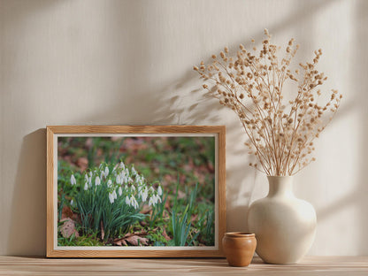 Snowdrop Flower Poster, Spring Garden Botanical Framed-Print, White Wildflower Wall Art, Nature Photography Print, Galanthus Home Decor