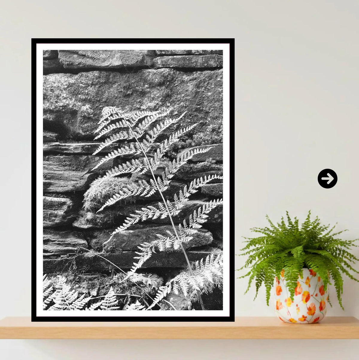 Fern on Stone Wall, Eden Project Cornwall — Botanical Wall Art Photography Print