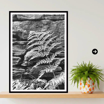 Fern on Stone Wall, Eden Project Cornwall — Botanical Wall Art Photography Print