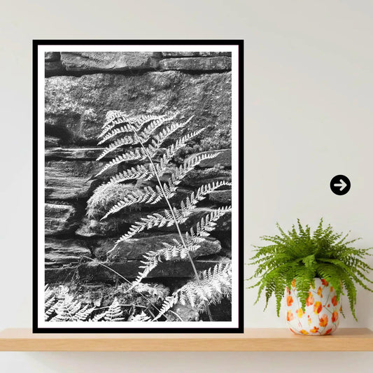 Fern on Stone Wall, Eden Project Cornwall — Botanical Wall Art Photography Print