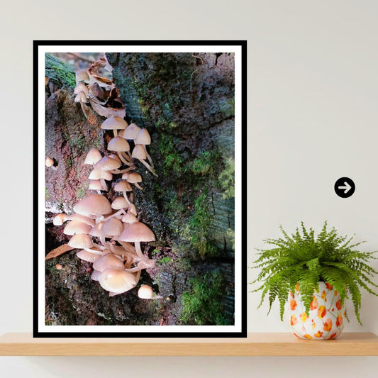 Fairy Bonnet Fungi Print Art, Mushrooms Wall Decor, Nature Photography, Woodland Botanical Poster, FSC Certified Archival Paper, Unique Gift