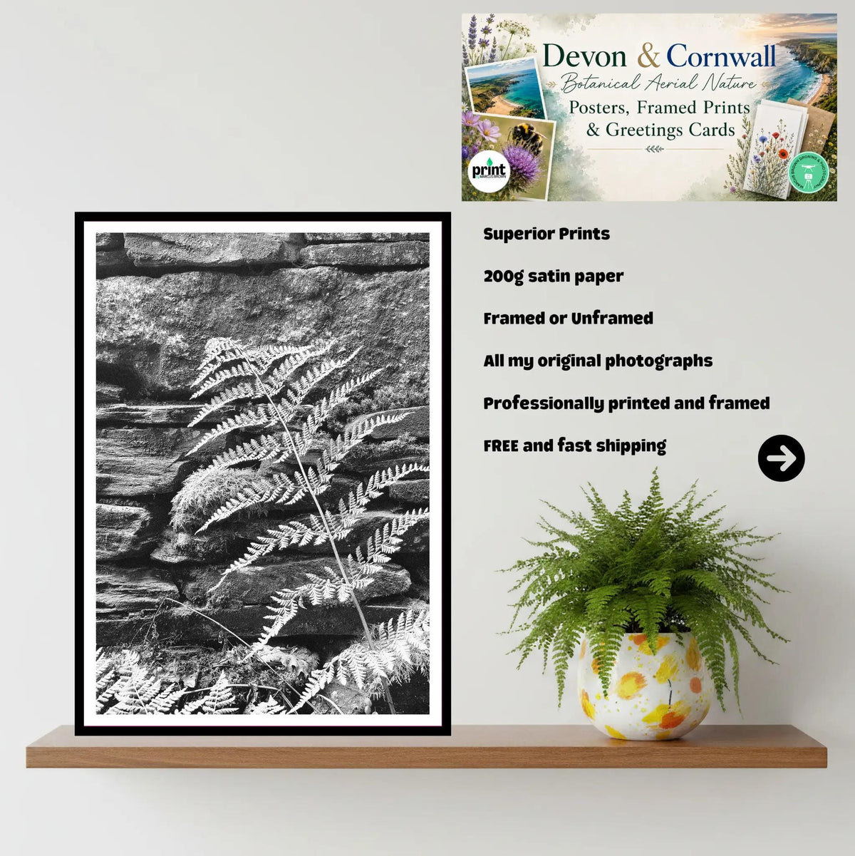 Fern on Stone Wall, Eden Project Cornwall — Botanical Wall Art Photography Print