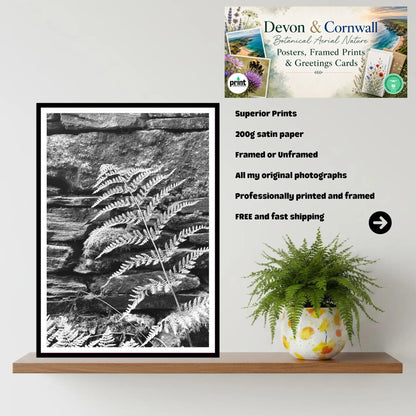 Fern on Stone Wall, Eden Project Cornwall — Botanical Wall Art Photography Print