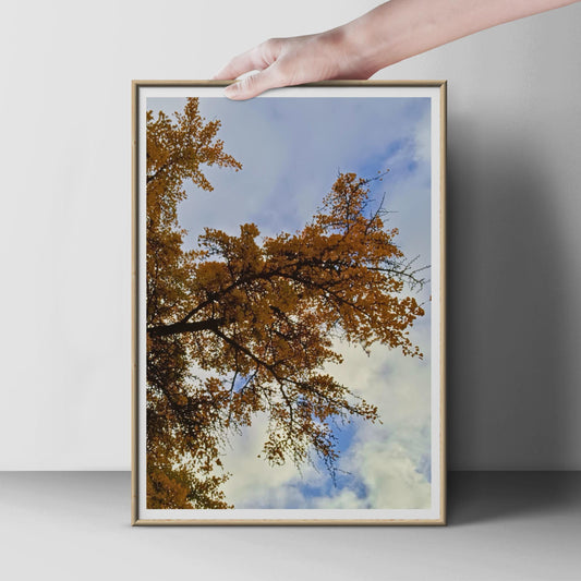 Autumn Tree Canopy Photography Print, Golden Leaves Blue Sky Poster, Looking Up Nature Wall Art, Fall Forest Photo Print for Living Room