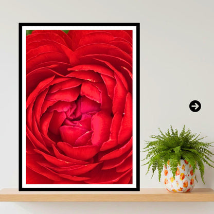 Crimson Peony Macro Print: Deep Red Botanical Wall Art, Floral Photography (Poster/Framed)