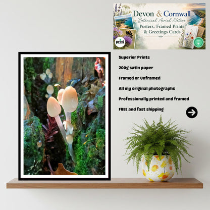 Mica Cap Fungi Print, Nature Photography, Woodland Art, Mushroom Poster, Botanical Wall Decor, Archival FSC Certified Paper, Unique Gift