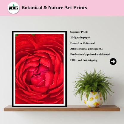 Crimson Peony Macro Print: Deep Red Botanical Wall Art, Floral Photography (Poster/Framed)