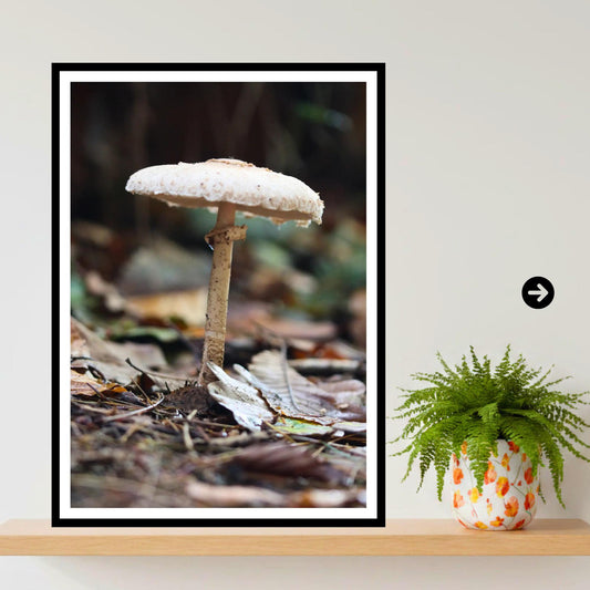 Parasol Mushroom Fungi Print Art, Nature Photography, Woodland Decor, Botanical Wall Art, Mycology Poster, Forest Gift, FSC Certified