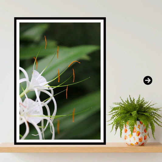 Spider Lily close-up — Eden Project Cornwall Wall Art Photography Print