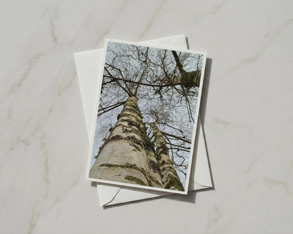 Silver Birch Tree Card, Looking Up Through Bare Branches, Nature Greeting Card