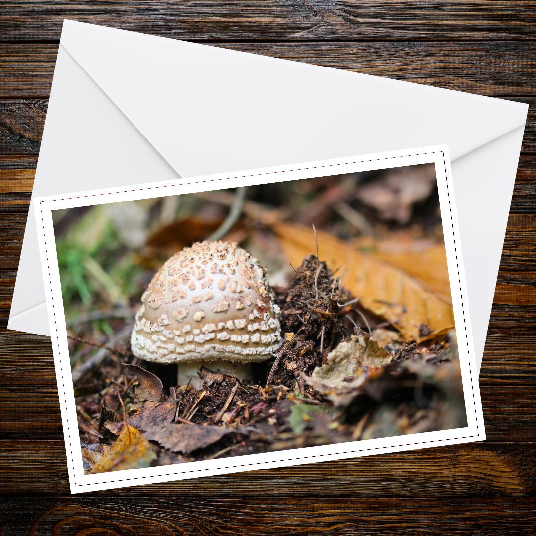 Panther cap Mushroom Greeting Card, Botanical Art Stationery, Nature Lover Gift, Woodland Wildlife, Eco Friendly Handmade Card, Forest Fungi