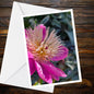 Pink Peony Greeting Card – Close-up Blush Peony Photo | A6 250gsm Matt, Blank Inside