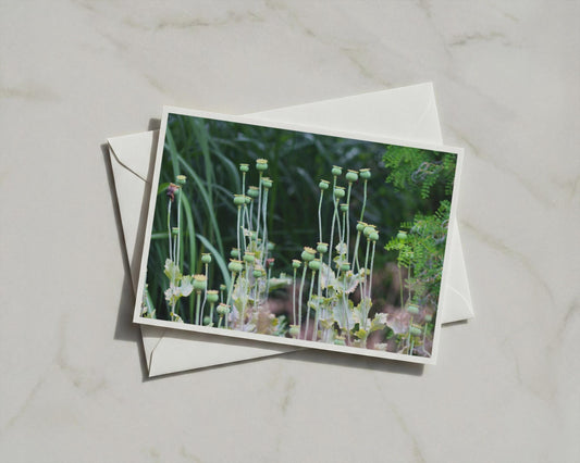 Poppy Seed Head Card, Green Garden Photography, Botanical Nature A6 Card